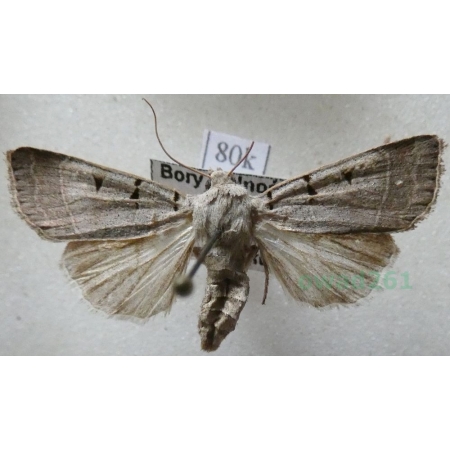 Eugnorisma glareosa (Esper, 1788) Poland80k